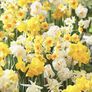 Sweet Fragrance Mix, Daffodil - 10 Bulbs thumbnail number null